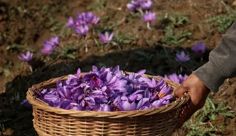 زعفران کوهی زاگرس با بافت خاص و طعم طبیعی مناسب مصارف سنتی